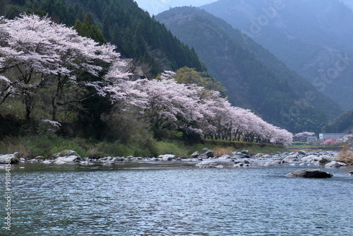 土居川沿いの桜並木　高知県仁淀川町