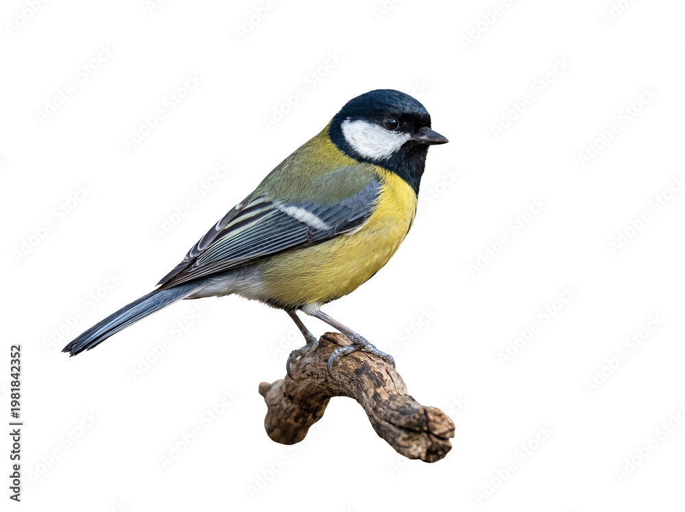Fototapeta premium A beautiful great tit, Parus major, perched gracefully on a rustic natural wooden branch.