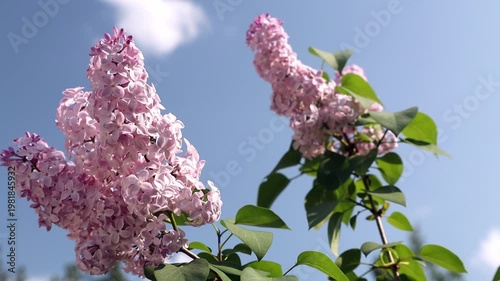 Pink lilac flowers bloom in the garden against the blue sky. 4k video