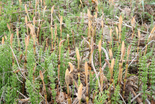 春の野原に群生するつくしとスギナの風景