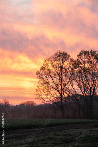 朝焼けの空と春の夜明けに佇む木々のシルエット
