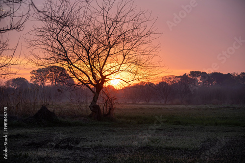 春の夜明けの野原に立つ一本の木と朝日の風景