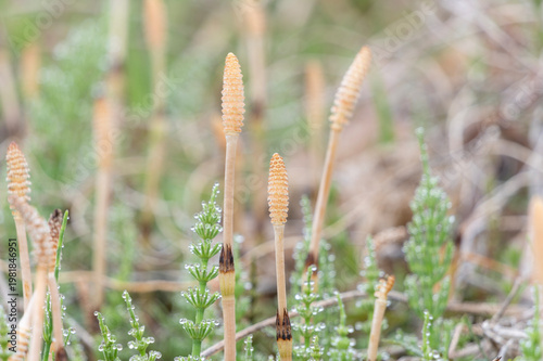 朝露に輝くスギナと春の野原に芽吹くつくし