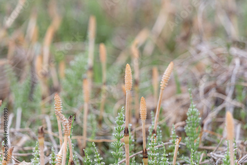 朝露に輝くスギナと春の野原に芽吹くつくし