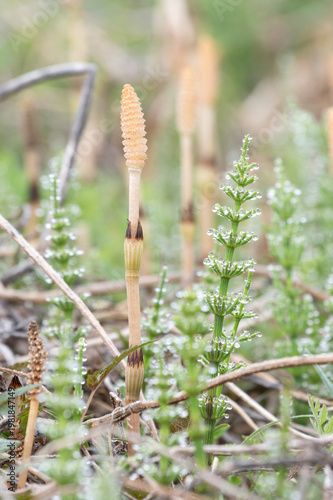 朝露に輝くスギナと春の野原に芽吹くつくし