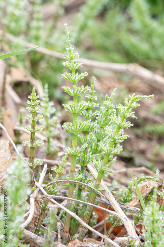 朝露の水滴が輝く新緑のスギナ
