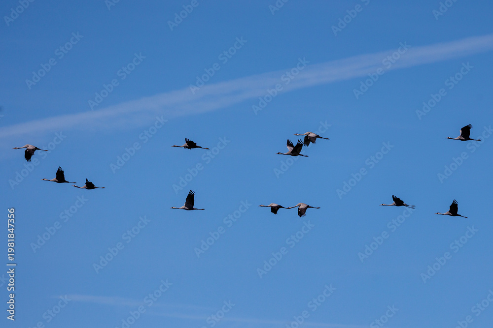 Fototapeta premium Kraniche (Grus grus)