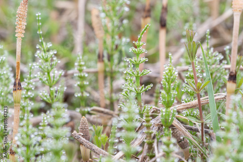 朝露に輝くスギナと春の野原に芽吹くつくし