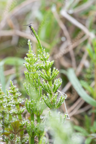 朝露の水滴が輝く新緑のスギナ