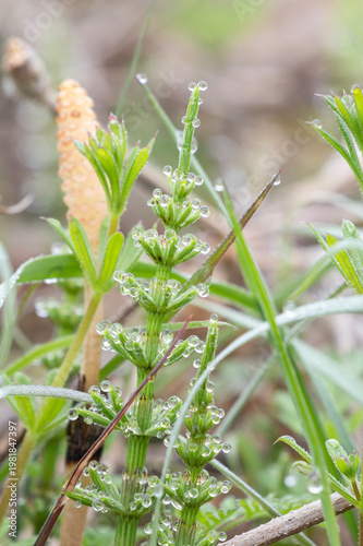 朝露に輝くスギナと春の野原に芽吹くつくし