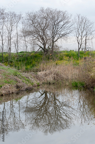 水面に映り込む春の樹木と池の風景
