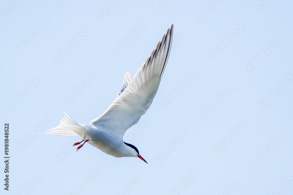 Fototapeta premium Flußseeschwalbe (Sterna hirundo)