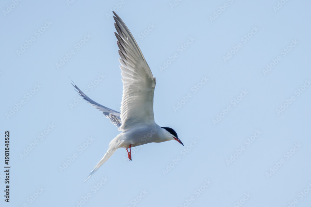 Fototapeta premium Flußseeschwalbe (Sterna hirundo)
