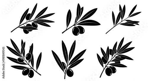 Valokuva Olive branch icons, black silhouette set, 6 leafy twig illustrations, botanical