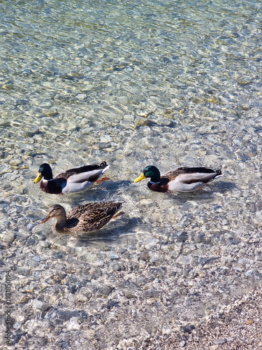Фотография ducks on the water