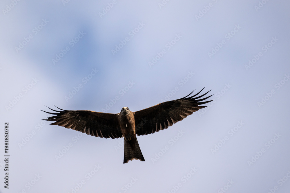 Fototapeta premium A black kite in its natural habitat in a spring forest in Kalmykia.