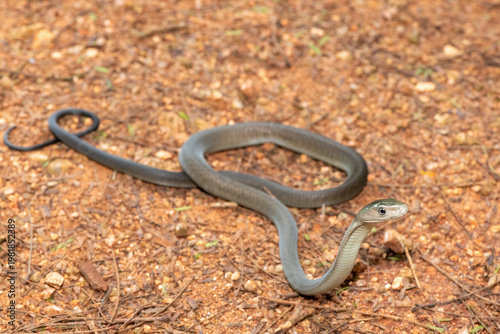 Closeup of the highly feared black mamba (Dendroaspis polylepis), in the bushveld. Africa’s deadly venomous snake
