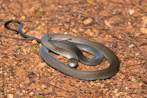 Closeup of the highly feared black mamba (Dendroaspis polylepis), in the bushveld. Africa’s deadly venomous snake