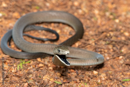 Closeup of the highly feared black mamba (Dendroaspis polylepis), in the bushveld. Africa’s deadly venomous snake
