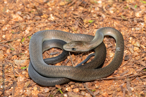 Closeup of the highly feared black mamba (Dendroaspis polylepis), in the bushveld. Africa’s deadly venomous snake