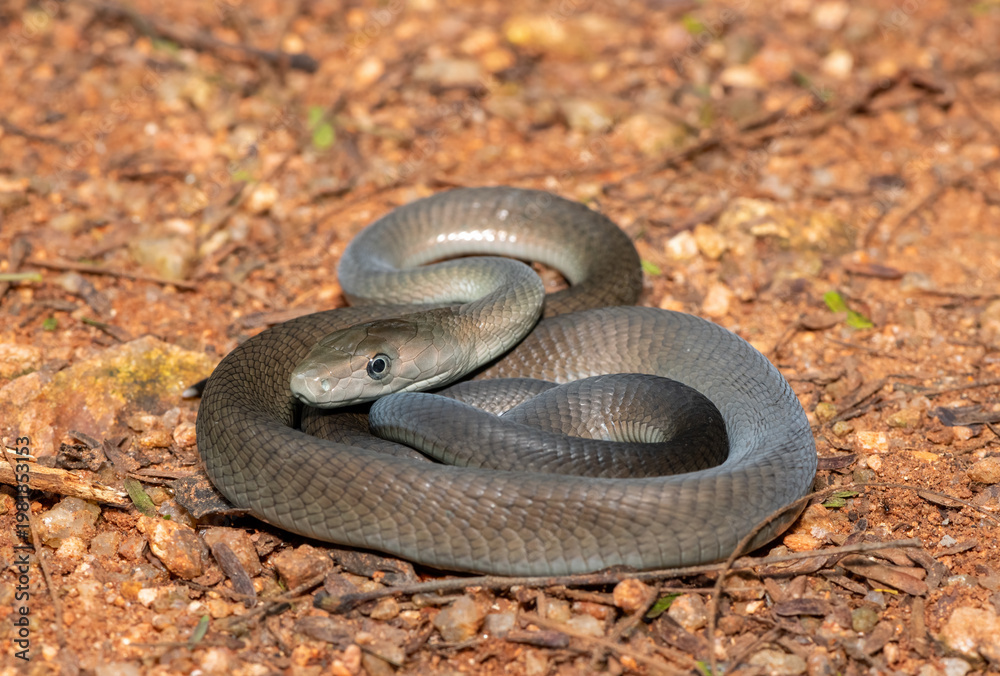 Obraz premium Closeup of the highly feared black mamba (Dendroaspis polylepis), in the bushveld. Africa’s deadly venomous snake