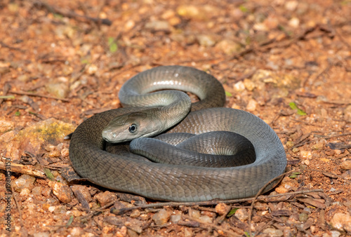 Closeup of the highly feared black mamba (Dendroaspis polylepis), in the bushveld. Africa’s deadly venomous snake