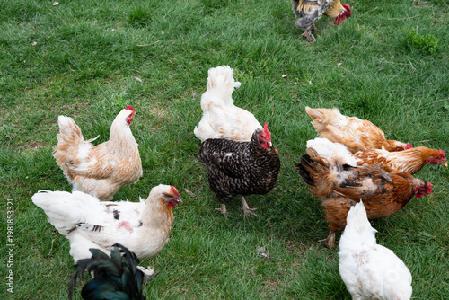 Group of chicken on a farmyard in a village. Reds and gray chickens walking in paddock Hens looking for grains while walking in paddock on farm.