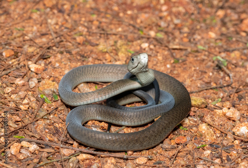Closeup of the highly feared black mamba (Dendroaspis polylepis), in the bushveld. Africa’s deadly venomous snake