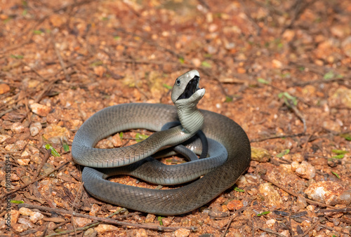 The highly feared black mamba (Dendroaspis polylepis), defensively displaying its black mouth. Africa’s deadly venomous snake