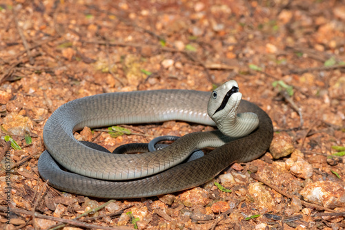 The highly feared black mamba (Dendroaspis polylepis), defensively displaying its black mouth. Africa’s deadly venomous snake