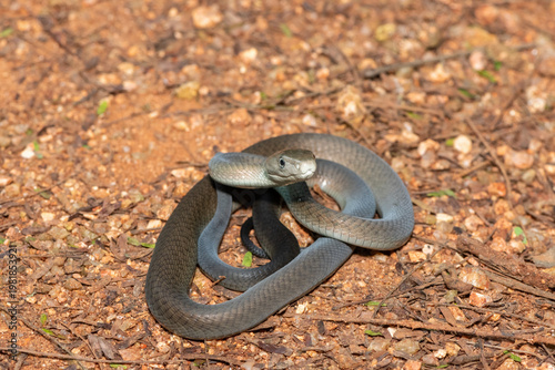 Closeup of the highly feared black mamba (Dendroaspis polylepis), in the bushveld. Africa’s deadly venomous snake