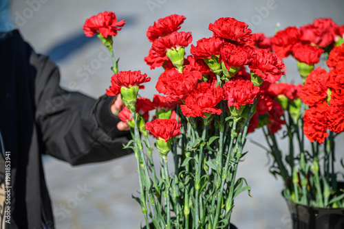 Person choosing a red carnation for the 25 de Abril celebration in Portugal. The Concept of participation.