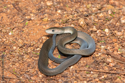 Closeup of the highly feared black mamba (Dendroaspis polylepis), in the bushveld. Africa’s deadly venomous snake