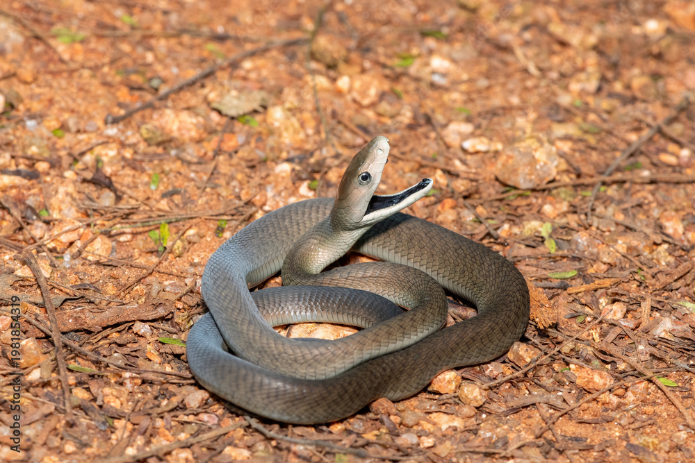 Obraz premium The highly feared black mamba (Dendroaspis polylepis), defensively displaying its black mouth. Africa’s deadly venomous snake