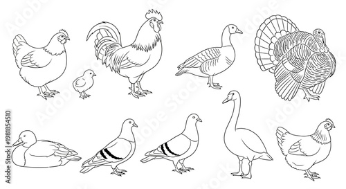 Birds, Poultry, Fowl, Vector Illustrations, Farm Animals, 10 Icons
