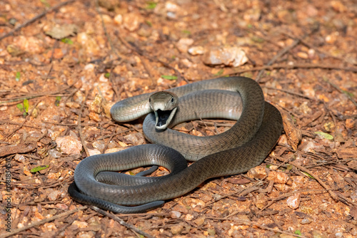 The highly feared black mamba (Dendroaspis polylepis), defensively displaying its black mouth. Africa’s deadly venomous snake