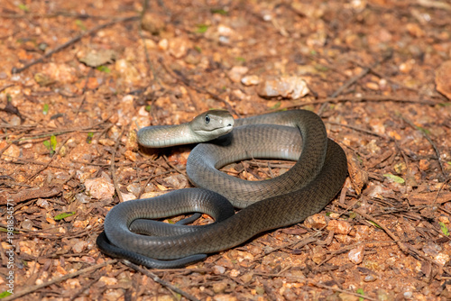 Closeup of the highly feared black mamba (Dendroaspis polylepis), in the bushveld. Africa’s deadly venomous snake