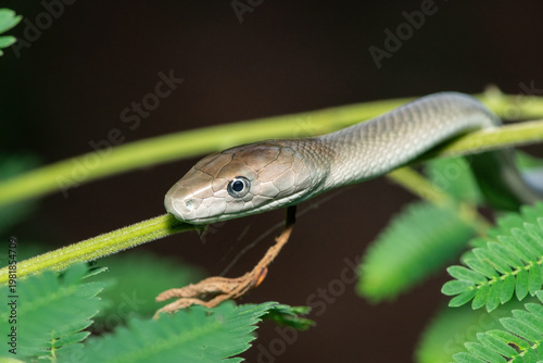 The highly feared black mamba (Dendroaspis polylepis), climbing a tree in the wild. Africa’s deadly venomous snake