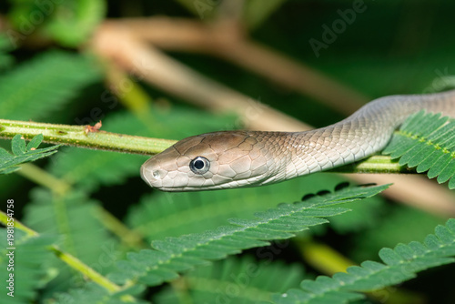 The highly feared black mamba (Dendroaspis polylepis), climbing a tree in the wild. Africa’s deadly venomous snake