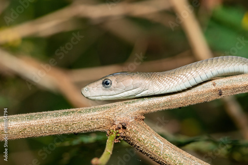The highly feared black mamba (Dendroaspis polylepis), climbing a tree in the wild. Africa’s deadly venomous snake