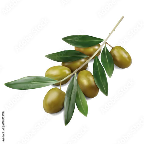 Realistic olive branch with green leaves and ripe olives