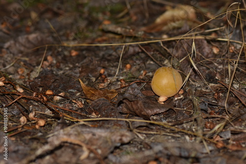 Yellow wild cherry plum on forest floor
