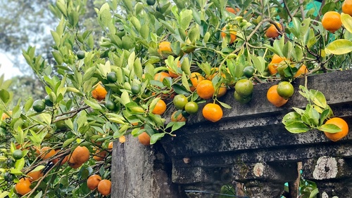 Obraz na plátně Ripe and unripe citrus fruits growing abundantly on branches over an old stone w