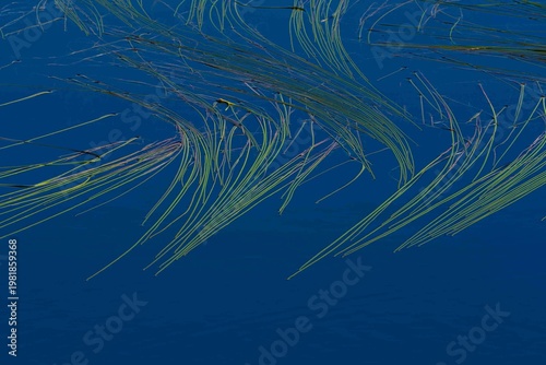 Brackish water vegetation