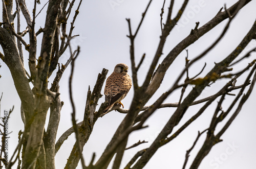 A kestrel in its natural habitat in a spring forest in Kalmykia