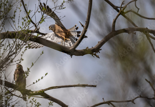 A kestrel in its natural habitat in a spring forest in Kalmykia