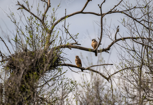 A kestrel in its natural habitat in a spring forest in Kalmykia