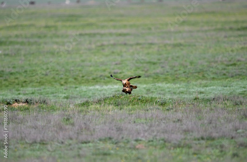 A short-eared owl in its natural habitat in a spring forest in Kalmykia.