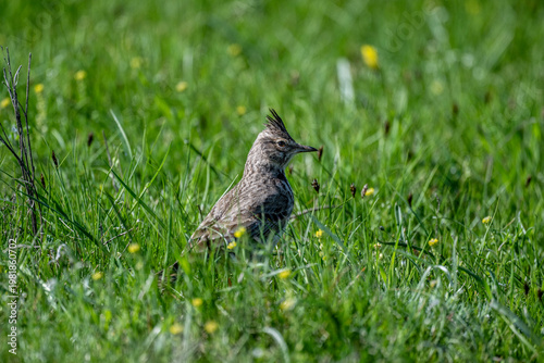 A crested lark in its natural habitat on green grass in Kalmykia