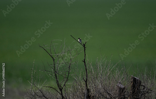 Multicolored horses in their natural habitat in a spring forest in Kalmykia